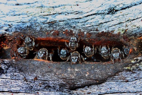 Kin Kin Native Bees gallery