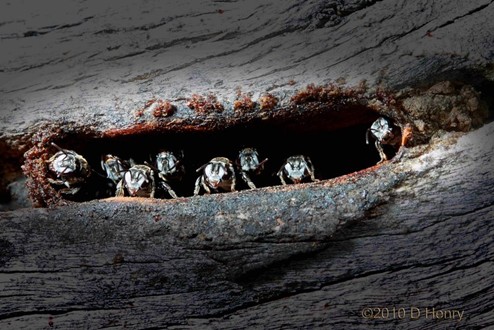 Kin Kin Native Bees gallery