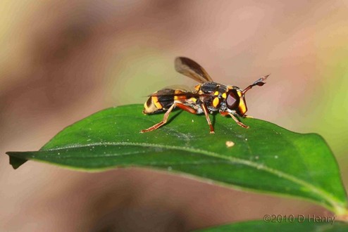 Kin Kin Native Bees gallery