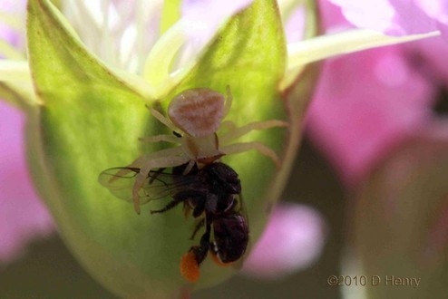 Kin Kin Native Bees gallery