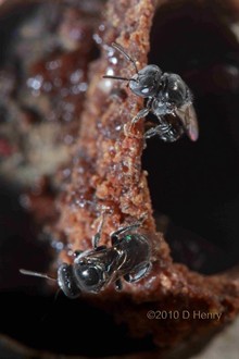 Kin Kin Native Bees gallery