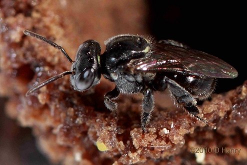 Kin Kin Native Bees gallery