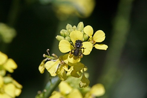 Kin Kin Native Bees gallery
