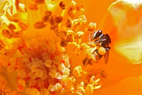 Kin Kin Native Bees gallery