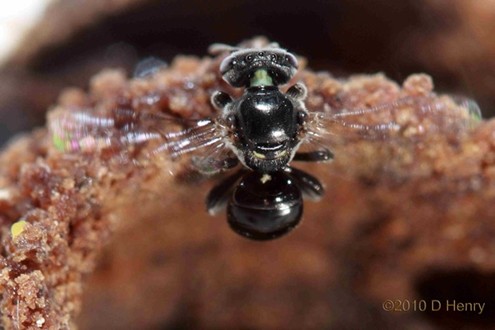 Kin Kin Native Bees gallery