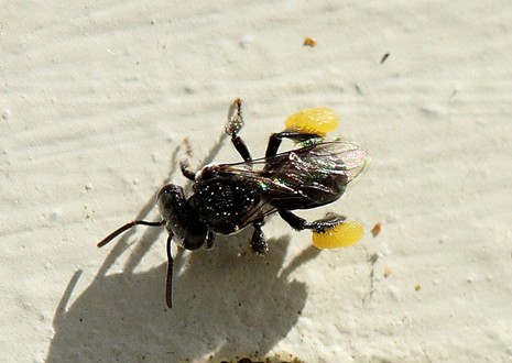 Kin Kin Native Bees gallery