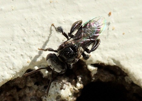 Kin Kin Native Bees gallery
