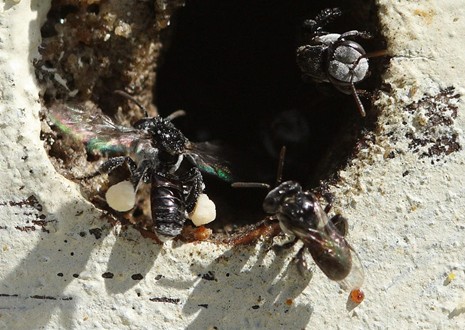 Kin Kin Native Bees gallery