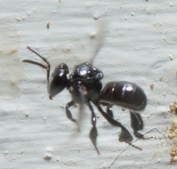 Kin Kin Native Bees gallery