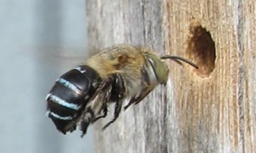 Kin Kin Native Bees gallery